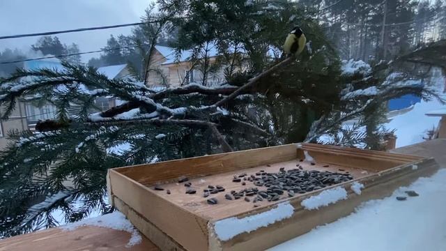 #Кормим_птиц2020, поползни тоже поют. Bird watching смотреть онлайн