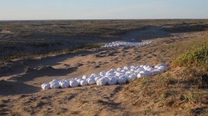 На рассвете птицы нерпы и бурундук