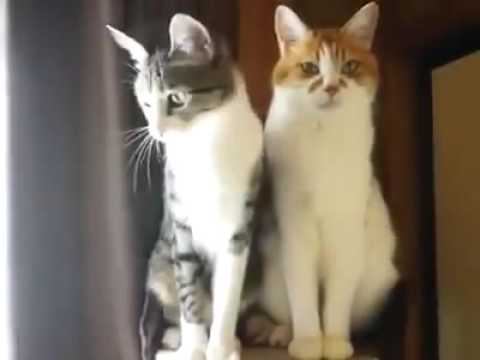 Урок по управлению эмоциями от КотэГуру ) Не трать себя на всякую ерунду