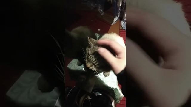 кот беня спит стоя:)