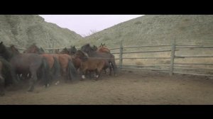 Ишкин Оглу - Чонум, Тывам