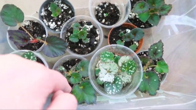 Цветочные истории/ Как растения встретили Новый год смотреть онлайн