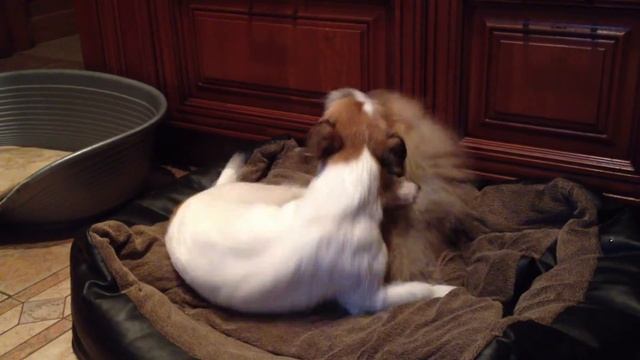 ДРТ Онли Ю и малышка Чили (немецкий цвергшпиц) смотреть онлайн