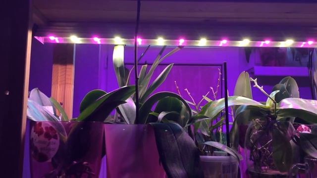 Светодиодные фитолампы от компании Мнифермер - отличное освещение для моих орхидей! смотреть онлайн