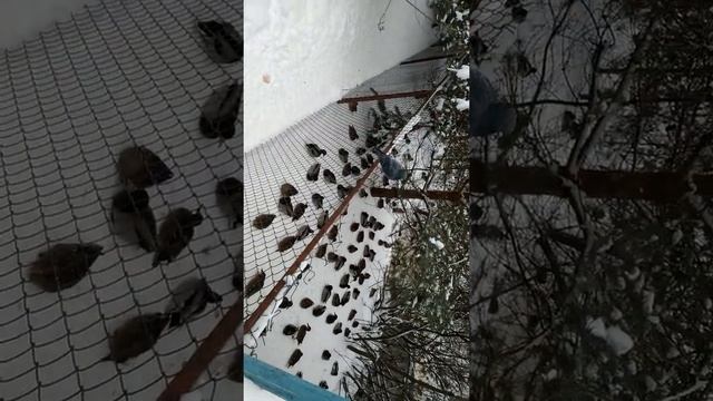 Кормим уток в местном парке. Часть 1 смотреть онлайн