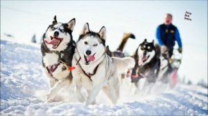 Антарктида. Интересные факты