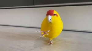 Попугай Какарик любит картошку