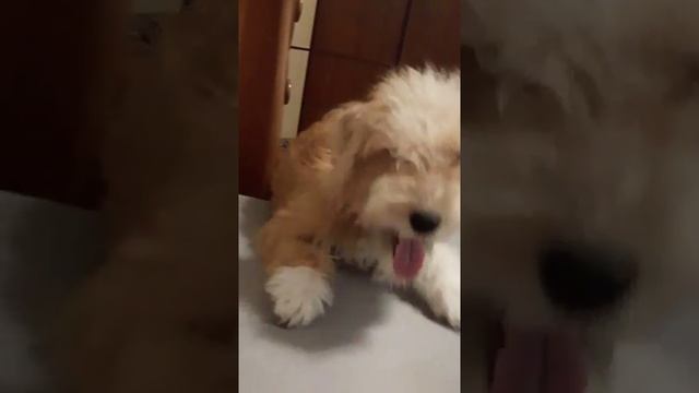 дерзкая собака рычит на хозяев! ржач до слёз! смотреть онлайн