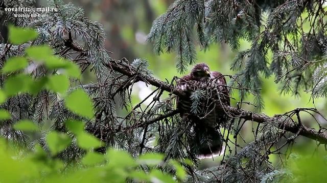 Accipiter Nisus 2 Eurasian Sparrowhawk, ястреб перепелятник Гнездование слётки 2014 Moscow HD Vide смотреть онлайн