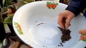 МОЩНАЯ ПОДКОРМКА ПЕТУНИИ для РОСТА КОРНЕЙ цветов и рассады.mp4