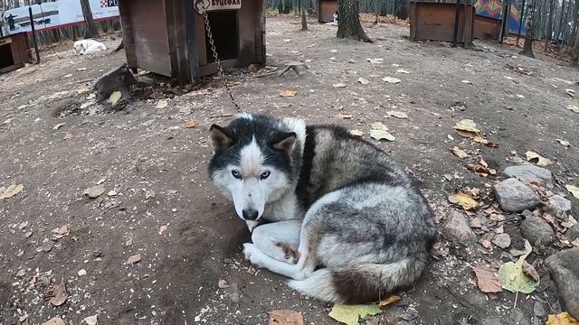 Хаски парк в Сокольниках смотреть онлайн