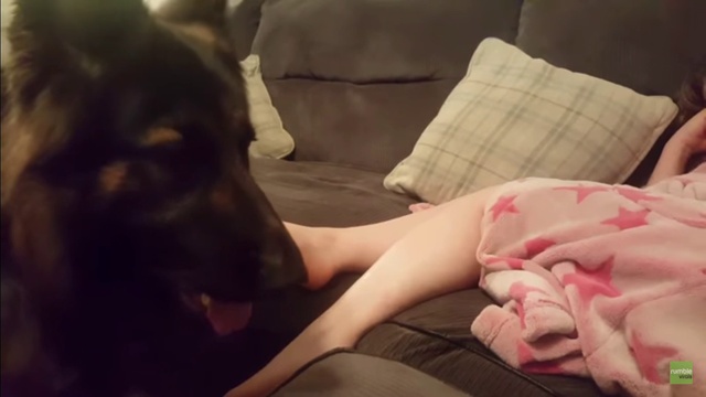 овчарка хочет гулять смотреть онлайн