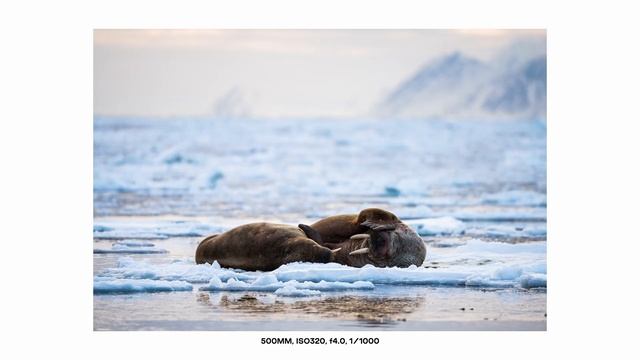 Mind-blowing Arctic wildlife encounters | Svalbard смотреть онлайн