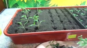 ЗАЧЕМ ПИКИРОВАТЬ РАССАДУ ТОМАТОВ? Ольга Чернова.