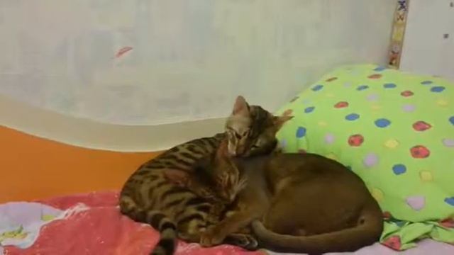 Мои Любимые КОТЯРЫ  Бенгальский кот 