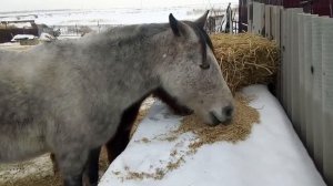 Лошади зимой, содержание кормление лошадей, почему лошади самые рентабельные сельхоз. животные.