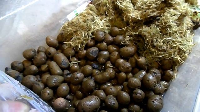 Чакская РОГАТКА !). Новый питомец ^_^ смотреть онлайн