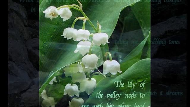 Когда волнуется желтеющая нива - When Yellowing Cornfields Wave смотреть онлайн