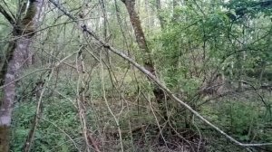 Нагонка гончих( МАЙ)