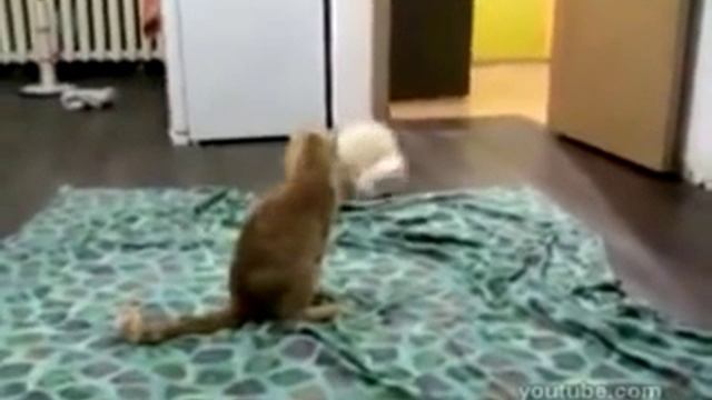 cat style vs ferret style кот против хорька смотреть онлайн