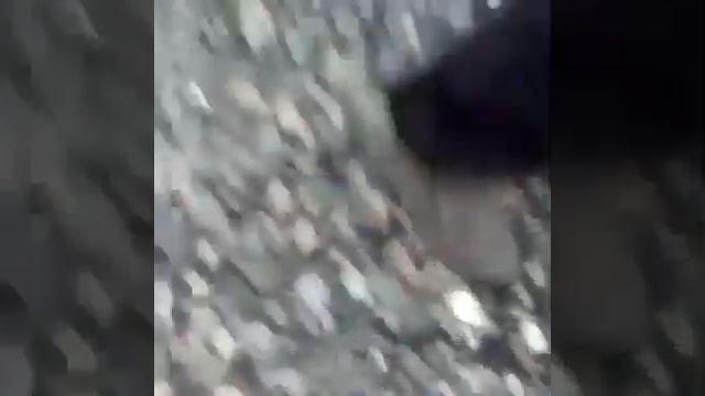 Тонны выловленного тихоокеанского лосося выброшены смотреть онлайн