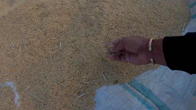 ক্ষেপি ক্ষেপে গেছে খুব//আজ মন খুশ ধানক্ষেতে এসে😅//Hardsoul Brother Vlog смотреть онлайн