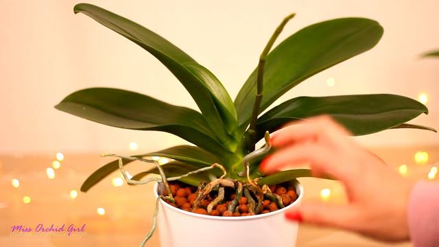 A flower with 2 'faces'! - Interesting Phalaenopsis Orchid find смотреть онлайн