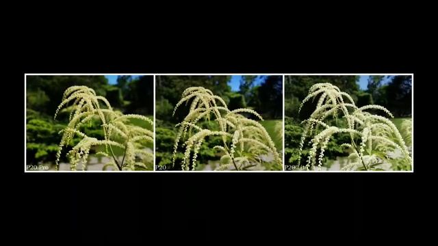 Huawei P20 Pro vs P20 vs P20 lite full camera comparison with P series смотреть онлайн