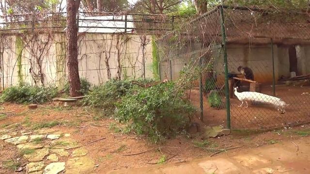 Отдых в Турции 2020. Лучший ЗООПАРК в отеле BELLIS DELUXE /Анталия/Белек. Отель для семейного отдых смотреть онлайн