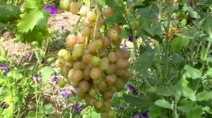 Виноград кишмиш Находка