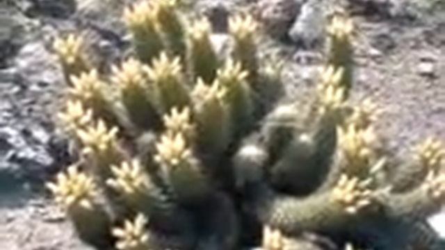 Cactus  Coryphantha   Erecta
