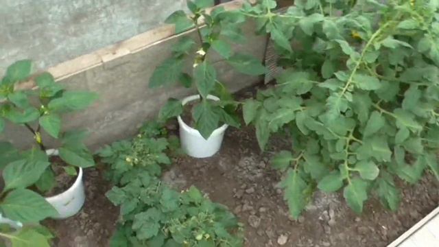 ИЮЛЬ.  ОГОРОДНЫЕ  ДЕЛА.   КАКИЕ  ИЗМЕНЕНИЯ.   УЖЕ  СВОИ  ОГУРЦЫ.