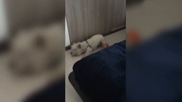 Приколы с животными, смешные видео, шутки с животными смотреть онлайн