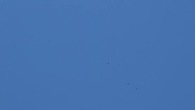 Лучший Полет Николаевских Голубей! смотреть онлайн