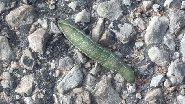 гусеница совка капустная смотреть онлайн