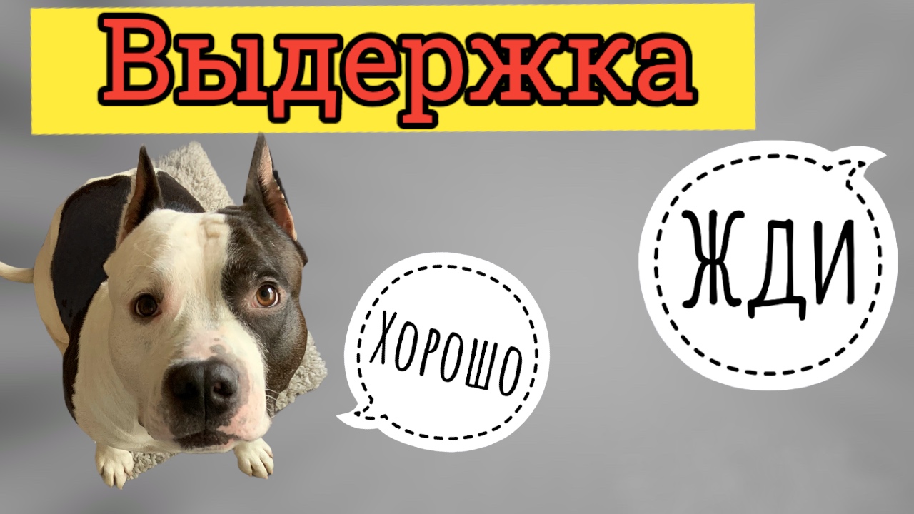Как правильно учить собаку «Выдержке» смотреть онлайн