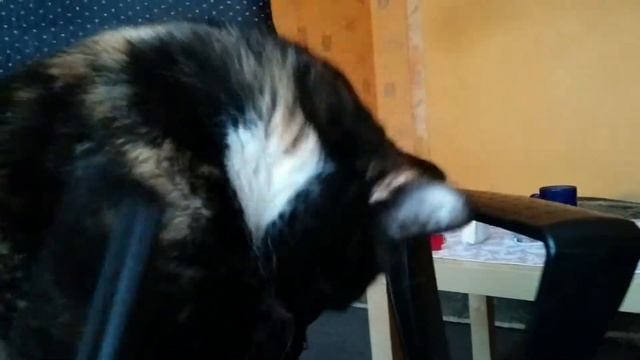 Как кошка реагирует на расческу. смотреть онлайн
