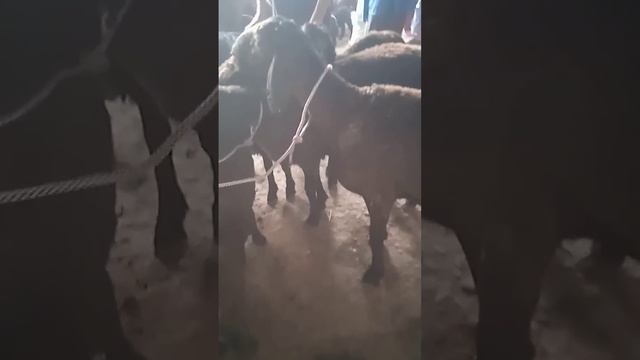 молбозори н.А.Чоми👍🔔✍️