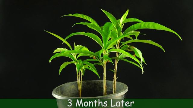 How To Grow Canistel (Egg Fruit) From Seeds. смотреть онлайн