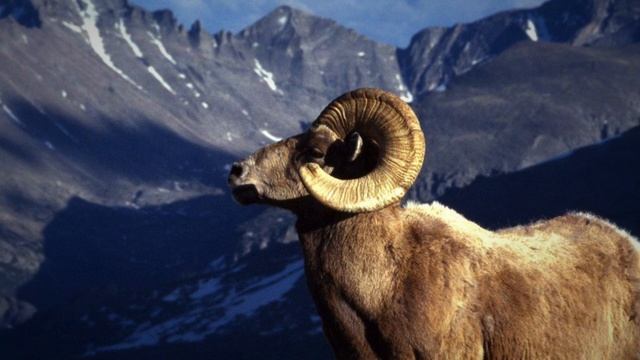 Hypnosis for Aries sign North Node. From Astrology for the Soul book. смотреть онлайн