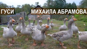 Тульские гуси. Птицевод Михаил Абрамов