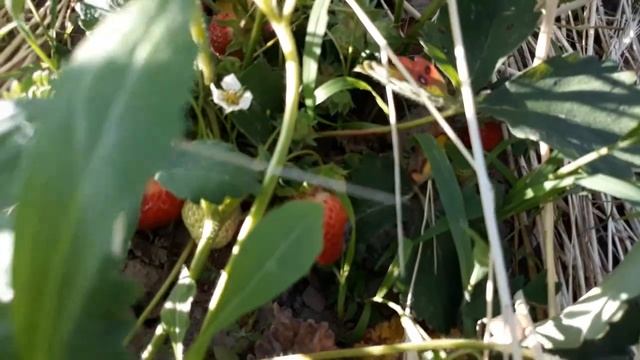 КАК Я ДОБИЛАСЬ ХОРОШЕГО УРОЖАЯ КЛУБНИКИ. Фрукты-ягоды. Мой опыт. смотреть онлайн