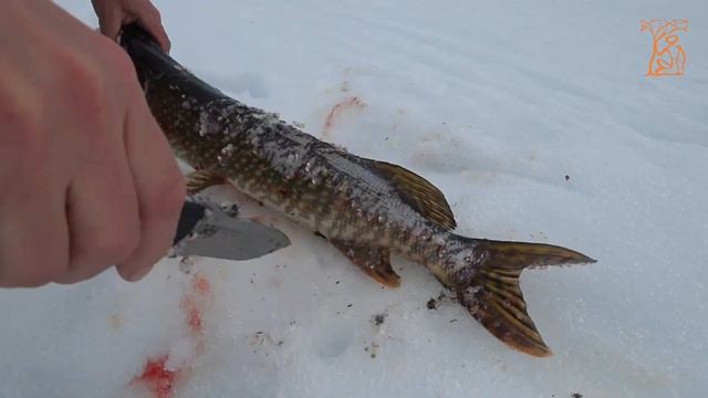 DENDRA Defender | Нож на рыбалке смотреть онлайн