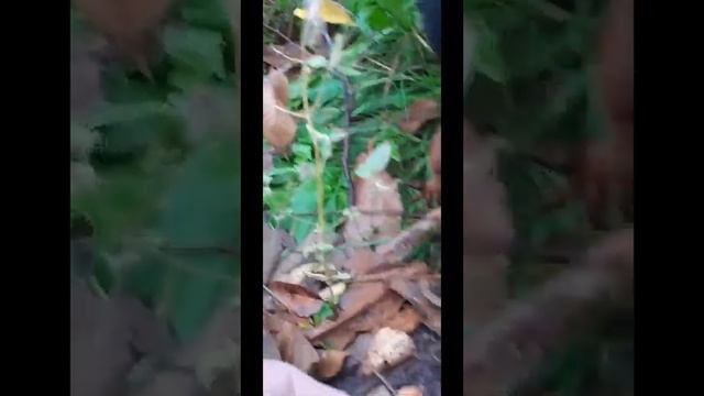 Белочки октября ( сборник часть 2) смотреть онлайн