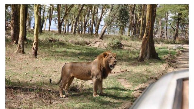 Презентація на тему: "Savannah animals" смотреть онлайн