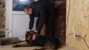 Как отучить щенка прыгать и пачкать одежду