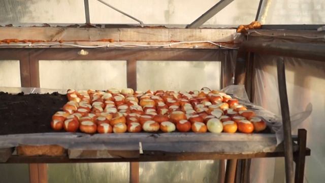 (БИЗНЕС ИДЕЯ) что лучше использовать в теплице опилки или грунт.ЧАСТЬ 1 смотреть онлайн