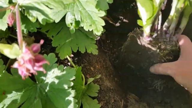 Хосты. Деление,посадка.