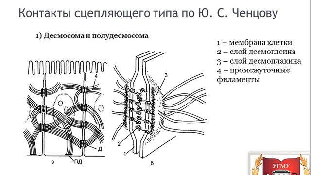 Межклеточные контакты и взаимодействия Intercellular junctions смотреть онлайн