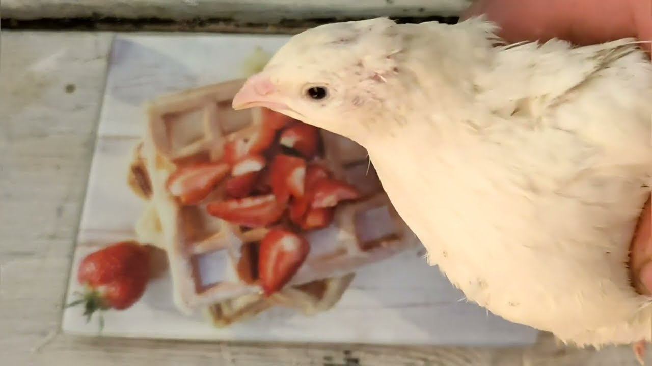 Сколько весит месячный перепел Перепел подмосковный Белый гигант смотреть онлайн